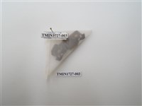 藏品(東方喙蝶)的圖片